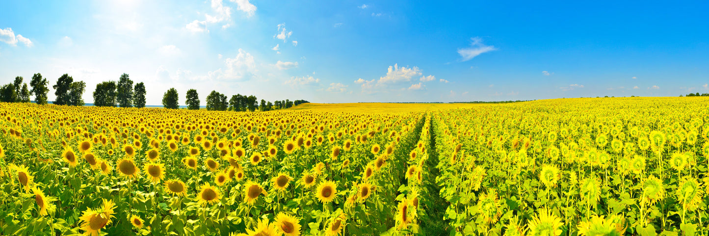 PANORAMA39 - XXL LEINWANDBILDER-PANORAMA-WIESE-SONNENBLUMEN-GELB-GRÜN-HIMMEL-NATUR