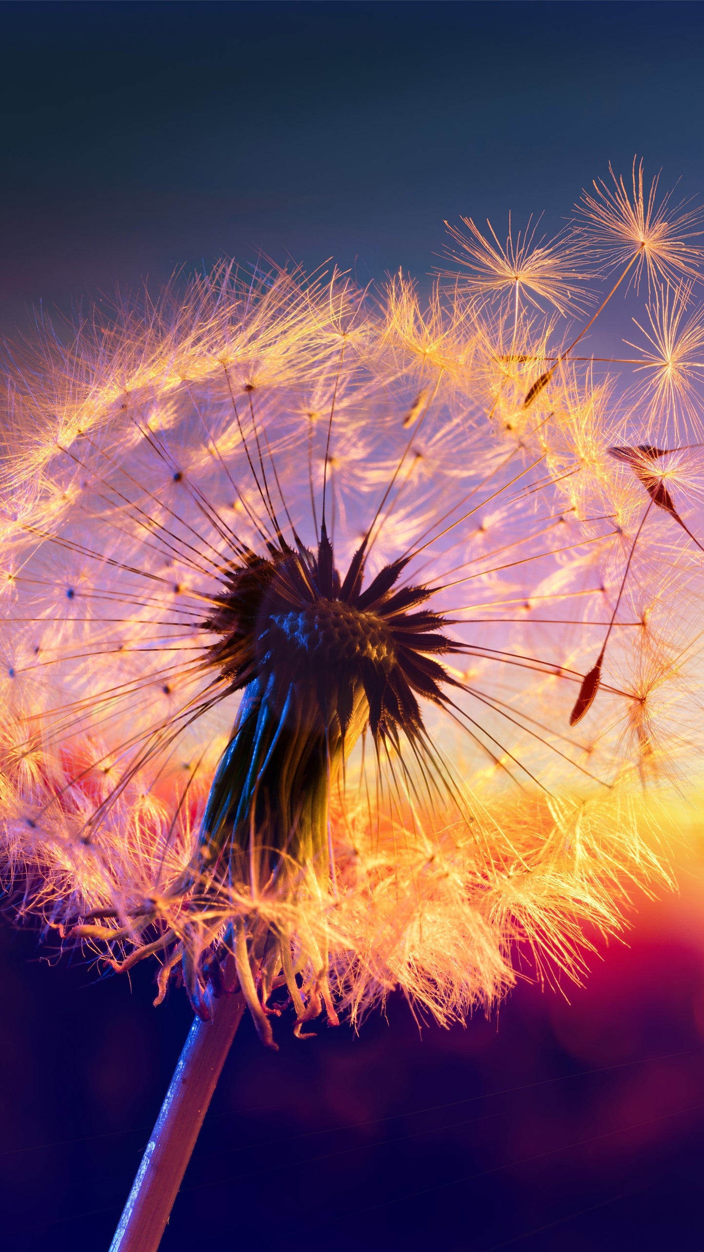 X685 XXXL LEINWANDBILDER INKLUSIVE HOLZRAHMEN - Löwenzahn Sonnenuntergang Naturfotografie Blumenliebe Windsäcke Sommerabend Naturwunder Dandelion Himmel Freiheit