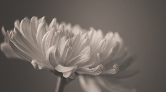 X750 - XXXL LEINWANDBILDER INKLUSIVE HOLZRAHMEN -SCHWARZ WEISS BLUME BLUMENLIEBE FOTOGRAFIE MONOCHROM NATURFOTOGRAFIE KUNST BLÜTEN