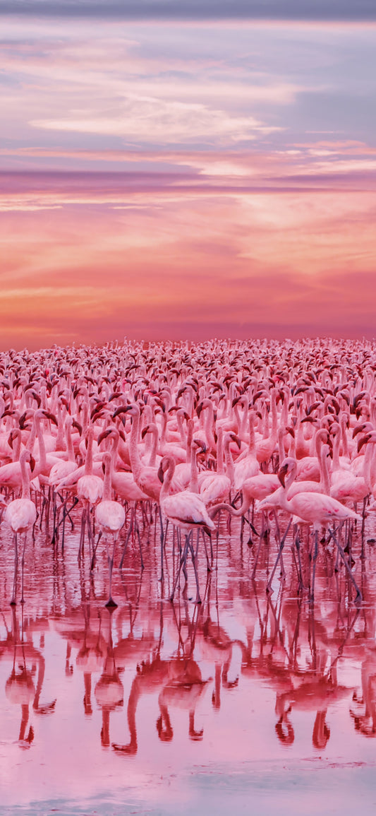 X771 - XXXL LEINWANDBILDER INKLUSIVE HOLZRAHMEN Flamingos Vögel Naturfotografie Wildlife Tiere Wasserlandschaft Tierwelt Tierfotografie Natur