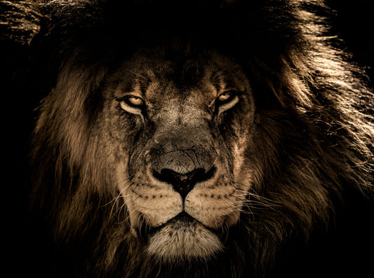 XXL Leinwandbilder African Lion Face