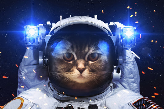 XXL Leinwandbilder Astronaut Cat