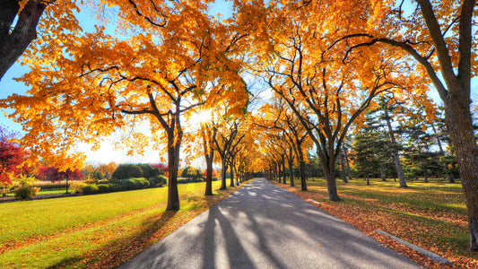 XXL Leinwandbilder Autumn Alley Park