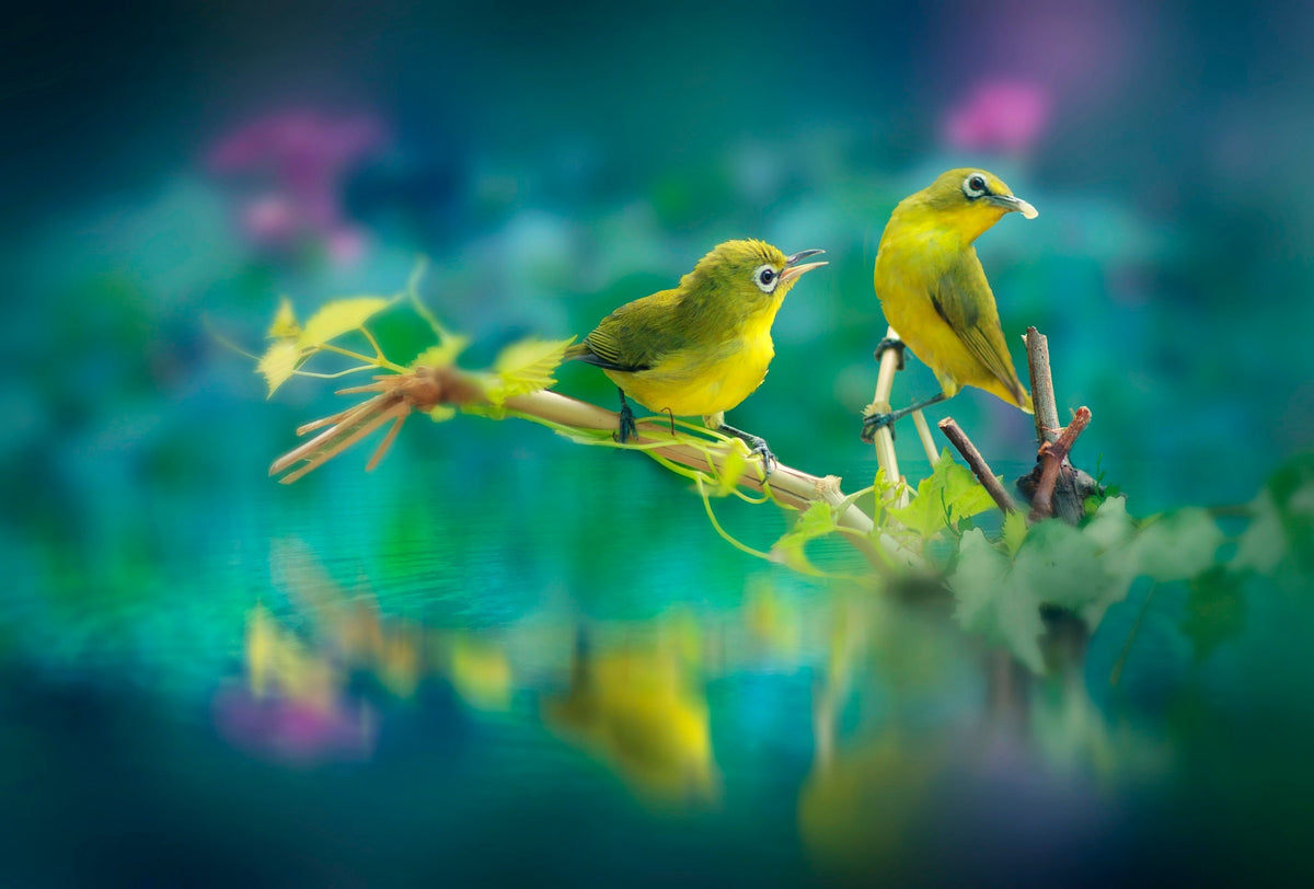 XXL Leinwandbilder Beautiful Birds