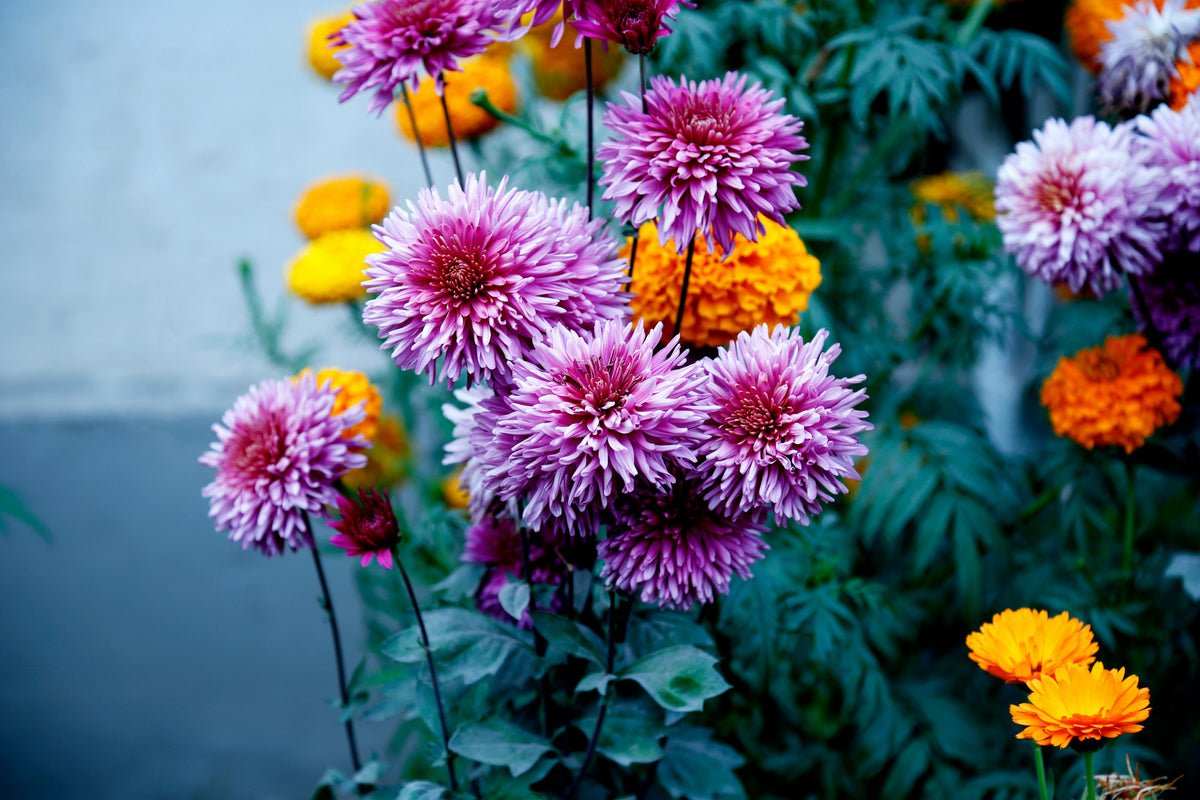 XXL Leinwandbilder Chrysanthemen