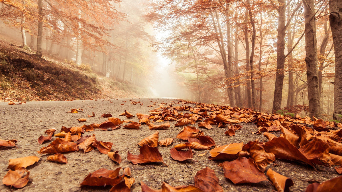 XXL Leinwandbilder Herbstblätter
