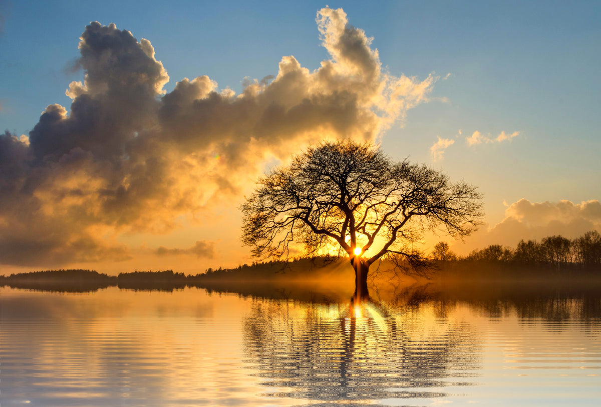 XXL Leinwandbilder Lone Tree
