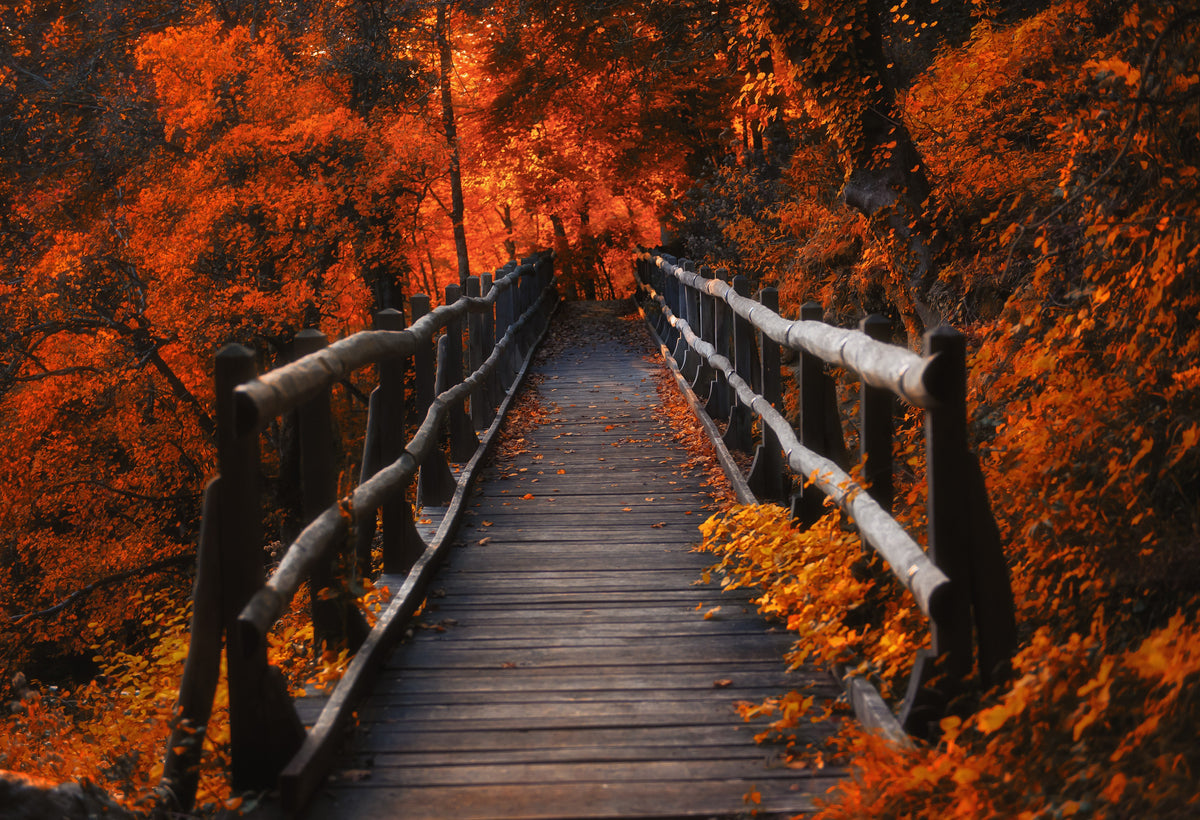XXL Leinwandbilder Orangene Herbstblätter Brücke