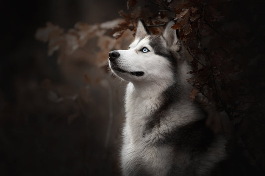 XXL Leinwandbilder Siberian Husky Weisser Hund