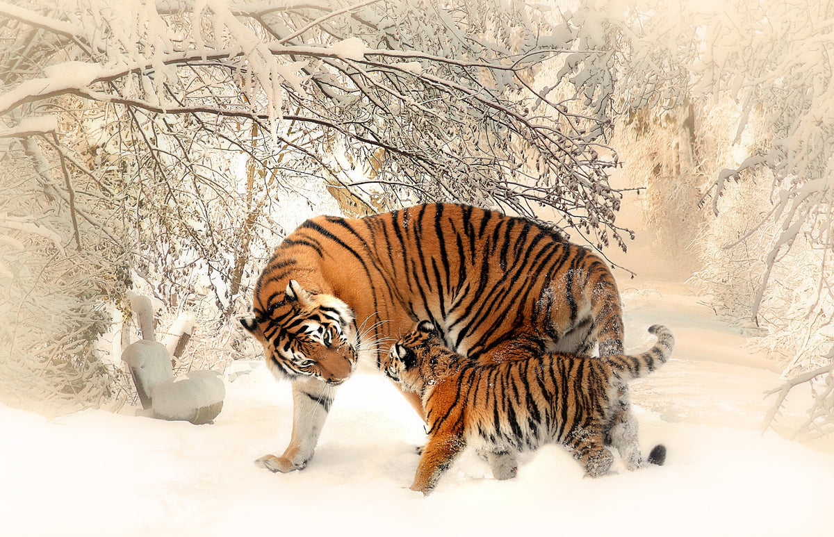 XXL Leinwandbilder Tiger Familie Eltern Liebe