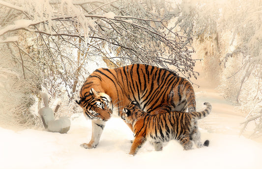 XXL Leinwandbilder Tiger Familie Eltern Liebe