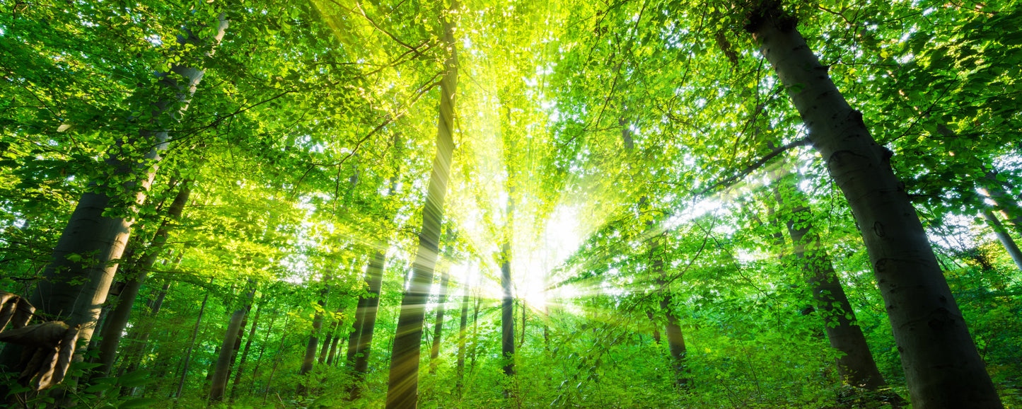 panorama-129 XXL Leinwandbilder inklusive Holzrahmen Sonnenstrahlen Wald Natur Grüner Wald Lichtspiel Baumliebe Naturfotografie Waldliebe Sonnenlicht Entspannung