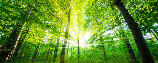 panorama-129 XXL Leinwandbilder inklusive Holzrahmen Sonnenstrahlen Wald Natur Grüner Wald Lichtspiel Baumliebe Naturfotografie Waldliebe Sonnenlicht Entspannung