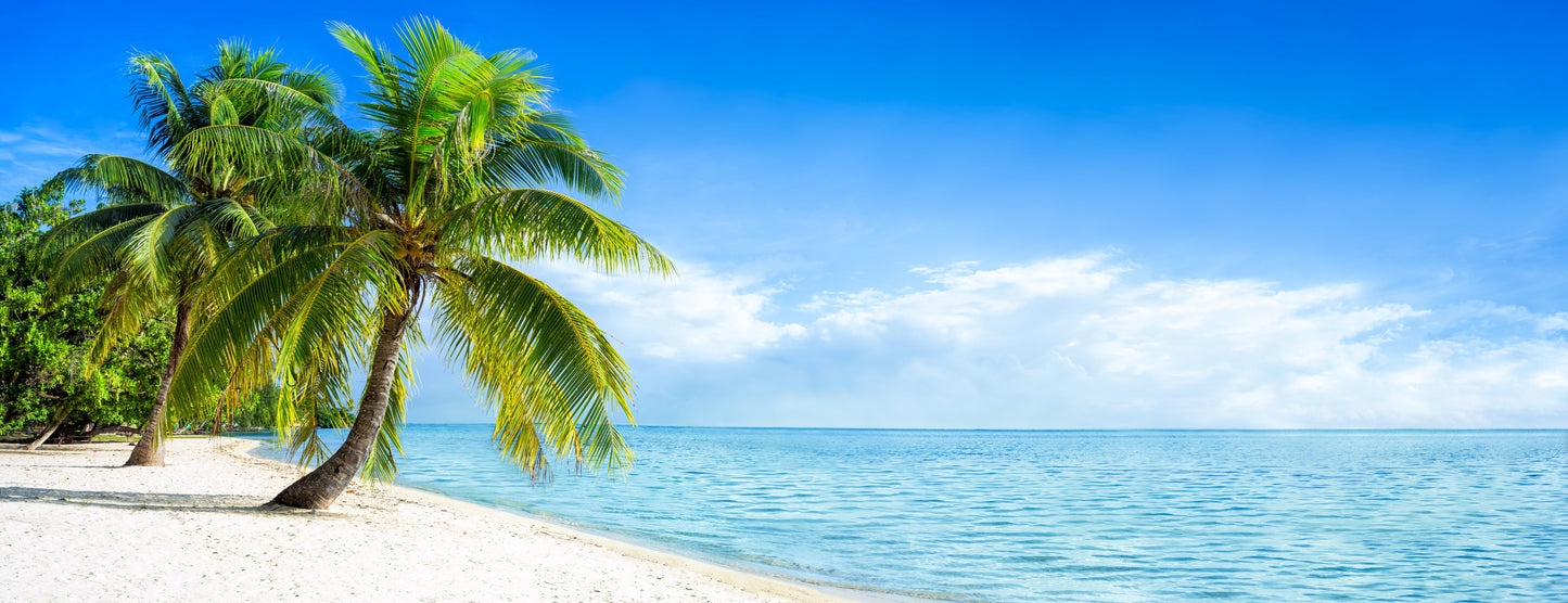panorama-133  XXL Leinwandbilder inklusive Holzrahmen Strand Palmen Blauer Himmel Urlaub Sommer Natur Reisen Tropisch Meer Entspannung
