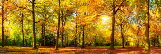 panorama12 XXXL LEINWANDBILDER INKLUSIVE HOLZRAHMEN Herbstwald Waldlandschaft Naturfotografie Herbstfarben Waldliebe Naturwandbilder Herbststimmung Waldspaziergang Naturgenuss Waldtapete