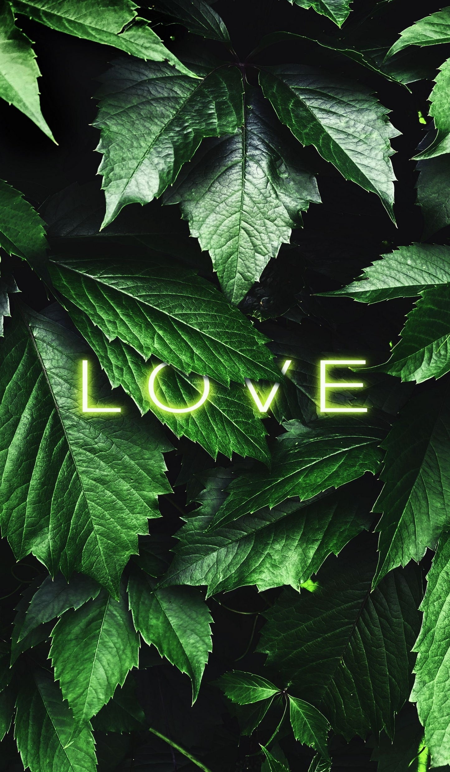 x625 -love-leaf-Botanische grüne Blätter mit Schriftzug Liebe Natur - MEGA XXXL 160X90 CM Leinwandbilder inkl. Holzrahmen