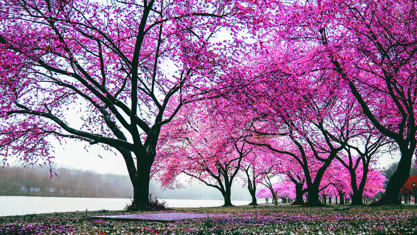 x642 - XXXL LEINWANDBILDER INKLUSIVE HOLZRAHMEN - 160X90 CM - rosa bäume see naturfotografie frühling landschaft blüten idylle baumliebe schönheit