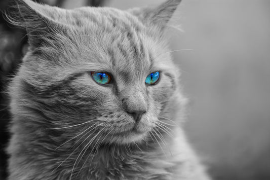 x643 - XXXL LEINWANDBILDER INKLUSIVE HOLZRAHMEN - 160X90 CM - Katze Blaue Augen Schwarz Weiß Katzenliebe Tierfotografie Katzenleben Süße Katzen Katzenaugen Fellnase Katzenfreunde