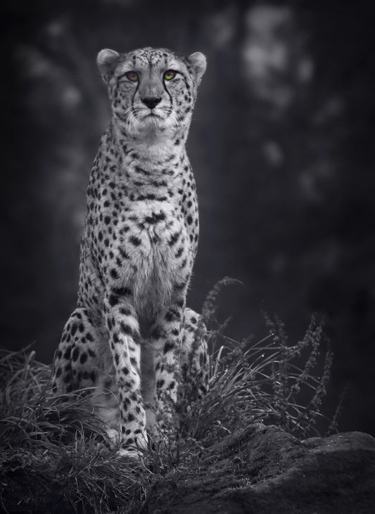 x655 XXL Leinwandbilder Große Katze Cheetah Leopard Schnee Schwarz Weiß Tiere Katzen Raubkatze Natur - MEGA XXXL 160X90 CM Leinwandbilder inkl. Holzrahmen