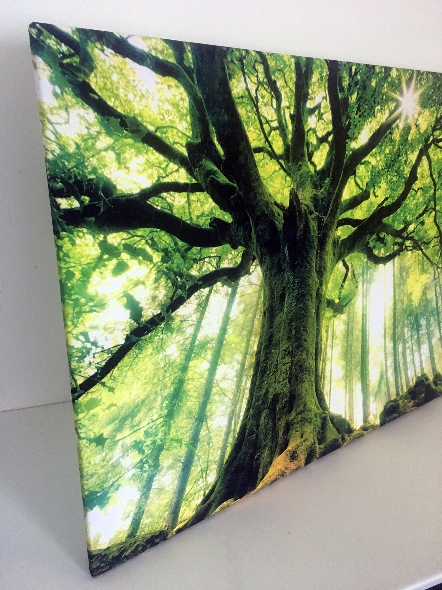 L305 - MEGA XXXL 160X90 CM Leinwandbilder inkl. Holzrahmen - WEISER BAUM NATUR GRÜN LICHTUNG