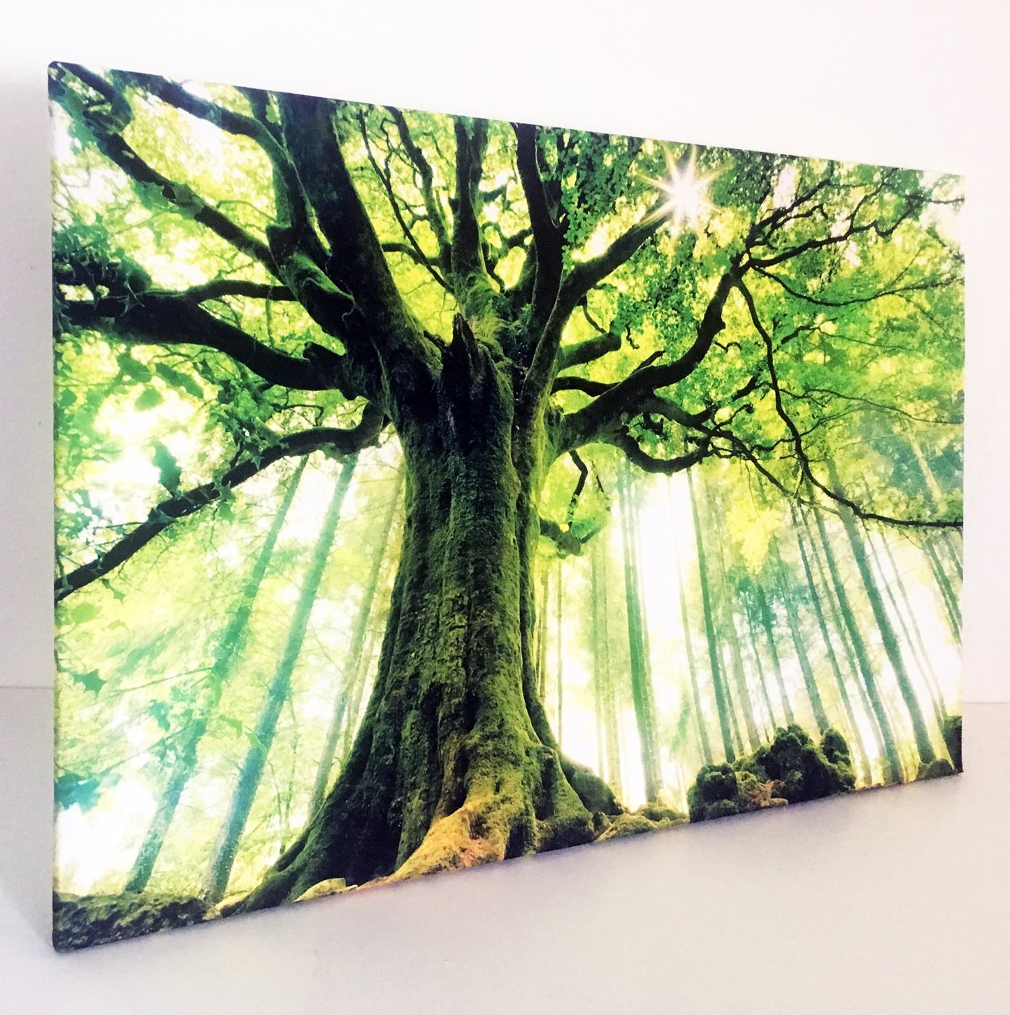 L305 - MEGA XXXL 160X90 CM Leinwandbilder inkl. Holzrahmen - WEISER BAUM NATUR GRÜN LICHTUNG