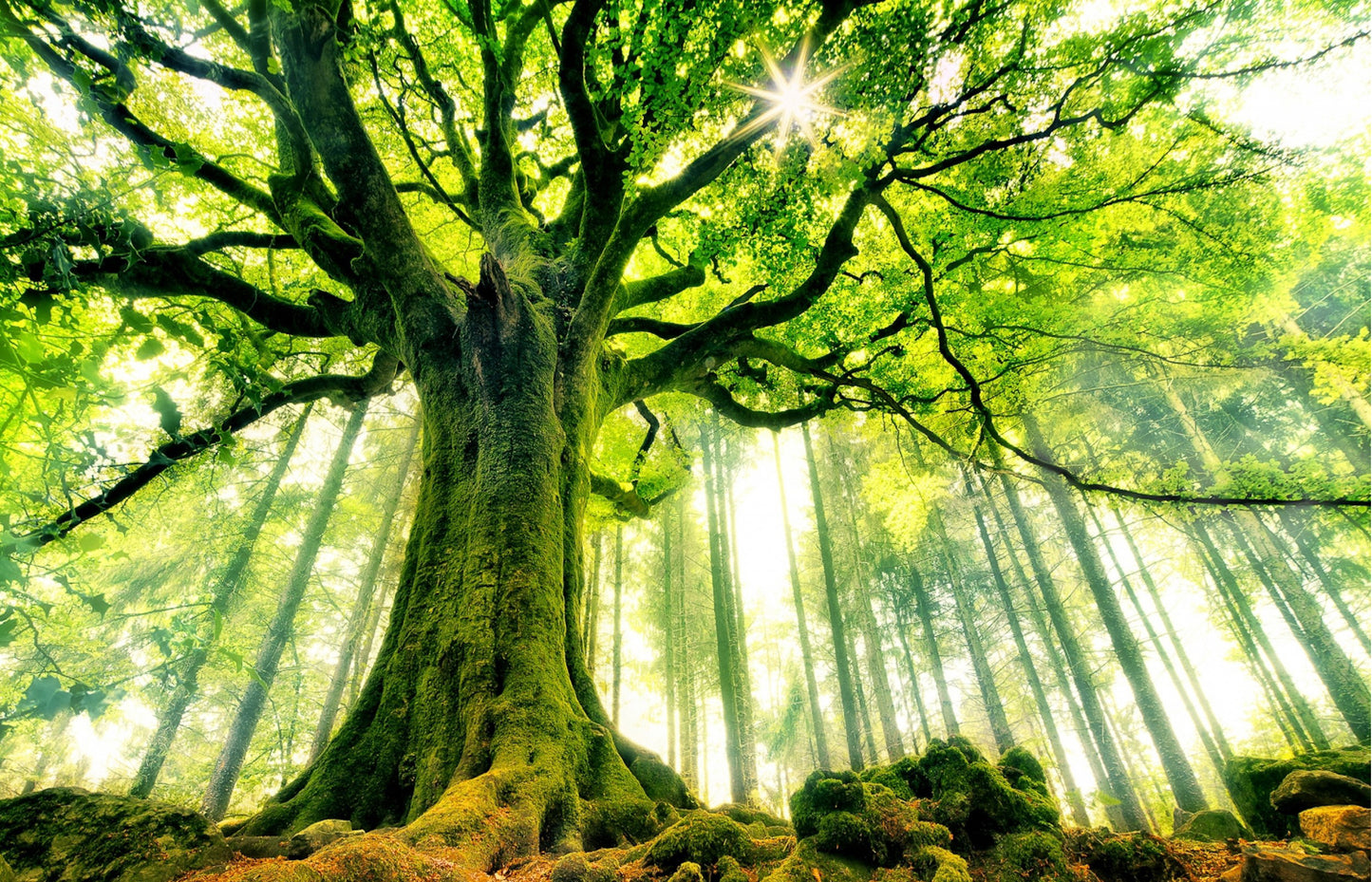 L305 - MEGA XXXL 160X90 CM Leinwandbilder inkl. Holzrahmen - WEISER BAUM NATUR GRÜN LICHTUNG