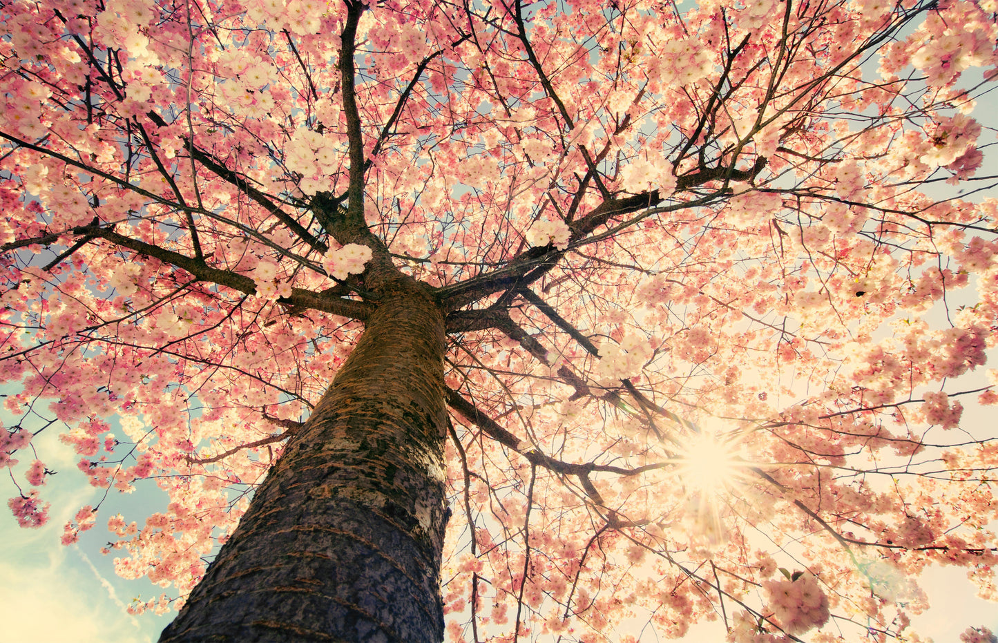 L78 - MEGA XXXL 160X90 CM Leinwandbilder inkl. Holzrahmen - KIRSCH BLÜTEN BAUM NATUR ROSA BRAUN