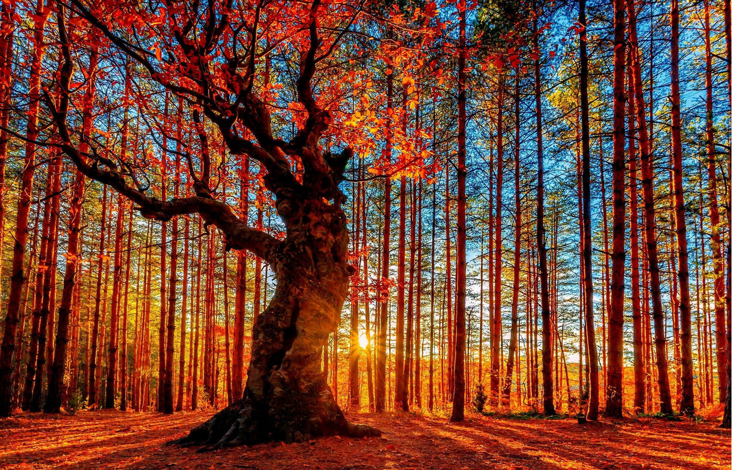 MEGA XXXL 160X90 CM Leinwandbilder inkl. Holzrahmen W27 ORANGE WOODS