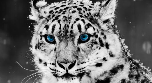 X101 - MEGA XXXL 160X90 CM Leinwandbilder inkl. Holzrahmen Schnee Leopard Blaue Augen Schwarz Weiß Tiere Tiger