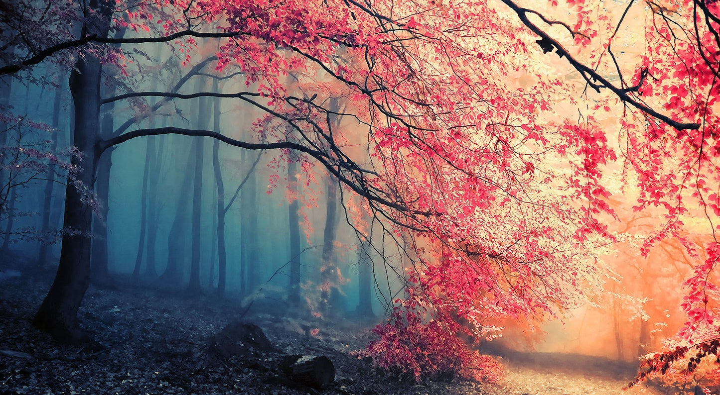 X108 -  - MEGA XXXL 160X90 CM Leinwandbilder inkl. Holzrahmen Herbst Wald Blau Rosa Blüten Natur Bäume