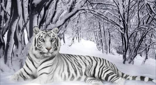 X112  -  - MEGA XXXL 160X90 CM Leinwandbilder inkl. Holzrahmen Bengalischer Tiger Schnee Winter Wald Bäume Äste