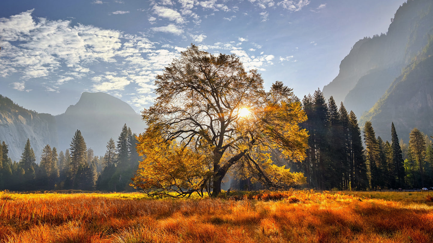 X156 - MEGA XXXL 160X90 CM Leinwandbilder inkl. Holzrahmen - Yosemite National Park Baum Gelb Himmel Wolken herbst Berge