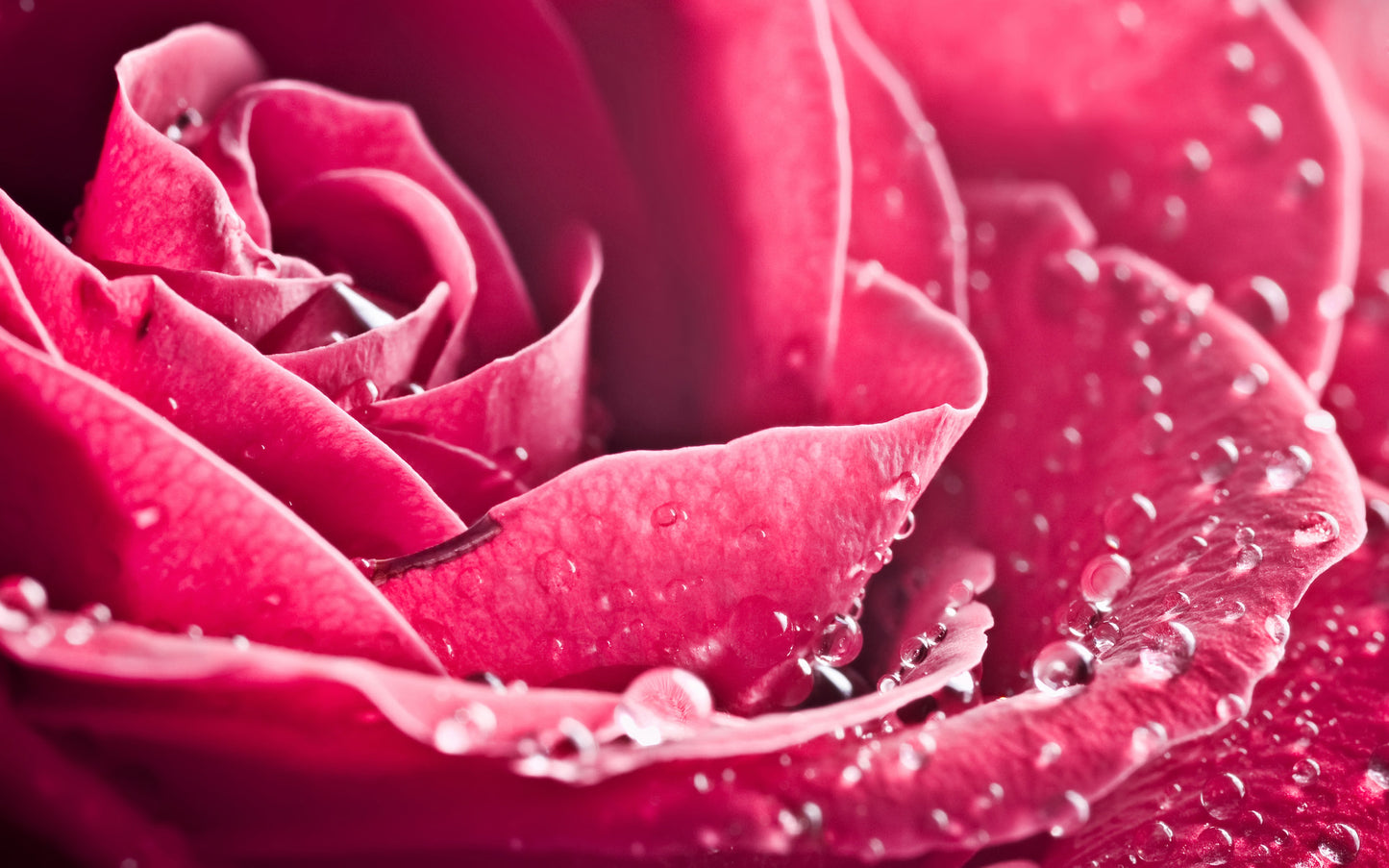 X200 - MEGA XXXL 160X90 CM Leinwandbilder inkl. Holzrahmen- Pinke Rose Blumen Natur Shabby Chic