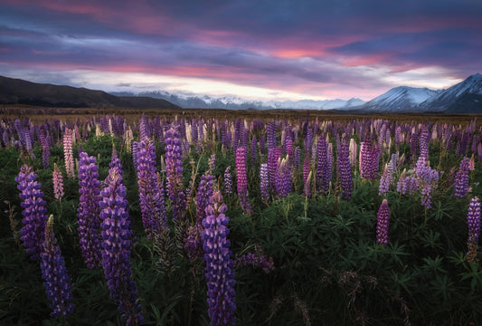 X260 - MEGA XXXL 160X90 CM Leinwandbilder inkl. Holzrahmen - Neuseeland Berge Lavendel Feld Lila Natur