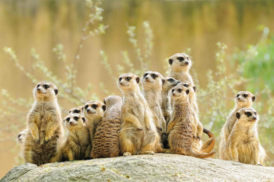 X293 - MEGA XXXL 160X90 CM Leinwandbilder inkl. Holzrahmen - Streifenhörnchen Familie Tiere Süß Natur