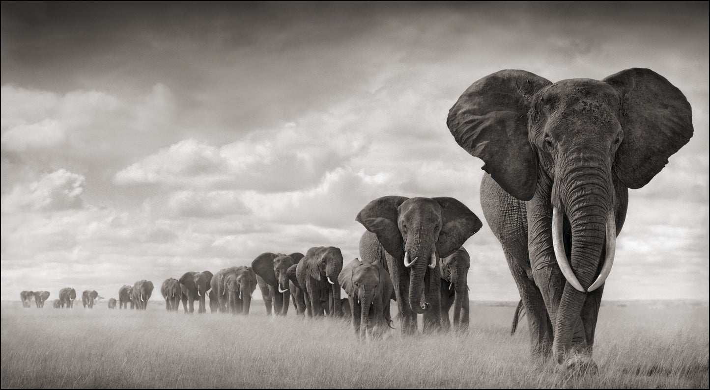 X335 - MEGA XXXL 160X90 CM Leinwandbilder inkl. Holzrahmen - Elefanten wandern durch Gras Schwarz Weiß Tiere