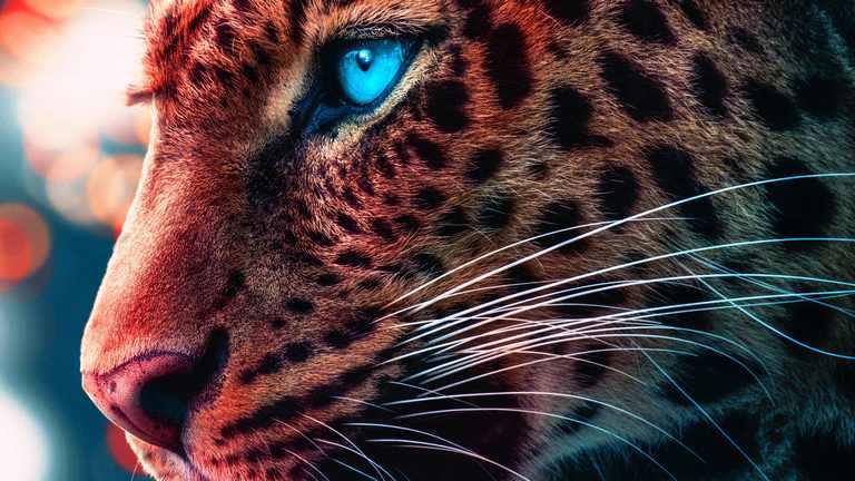X347 - MEGA XXXL 160X90 CM Leinwandbilder inkl. Holzrahmen - Cheetah Raubkatze Blaue Augen Engelsblau Tiere
