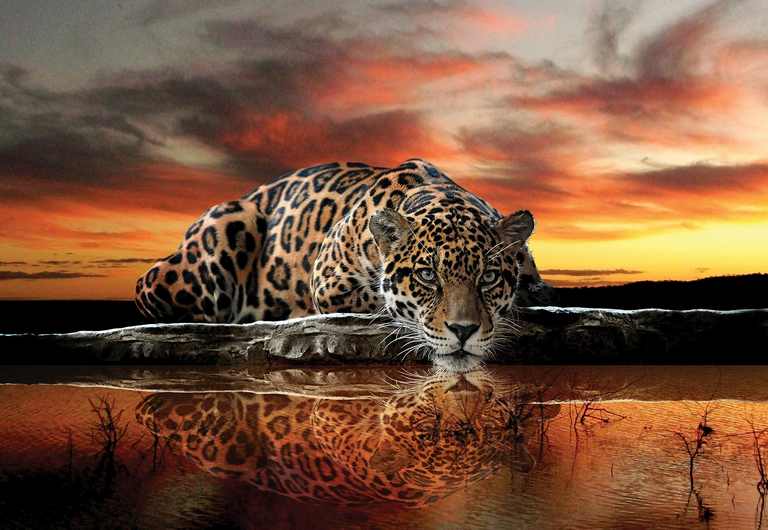 X355 - MEGA XXXL 160X90 CM Leinwandbilder inkl. Holzrahmen - Jaguar Tiere Natur