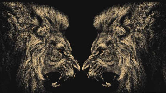 X400 - MEGA XXXL 160X90 CM Leinwandbilder inkl. Holzrahmen - Löwen VS tiere Raubkatzen Kuperstyle