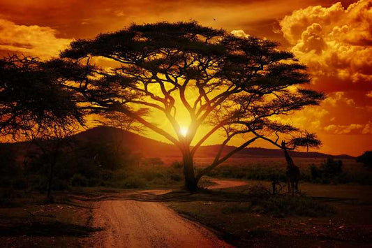 X415 - MEGA XXXL 160X90 CM Leinwandbilder inkl. Holzrahmen - Sonnenuntergang in Afrika