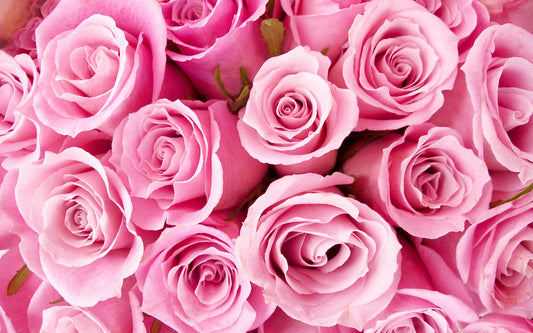 l135 MEGA XXXL 160X90 CM Leinwandbilder inkl. Holzrahmen Rosentraum in Pink Blumen Pflanzen Natur