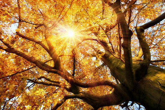 l138 MEGA XXXL 160X90 CM Leinwandbilder inkl. Holzrahmen Herbst Laub zum Verlieben im Wald Orange Braun