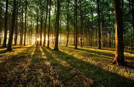 l140 MEGA XXXL 160X90 CM Leinwandbilder inkl. Holzrahmen Wald kurz vor Sonnenuntergang das Licht legt sich Entspannung Natur