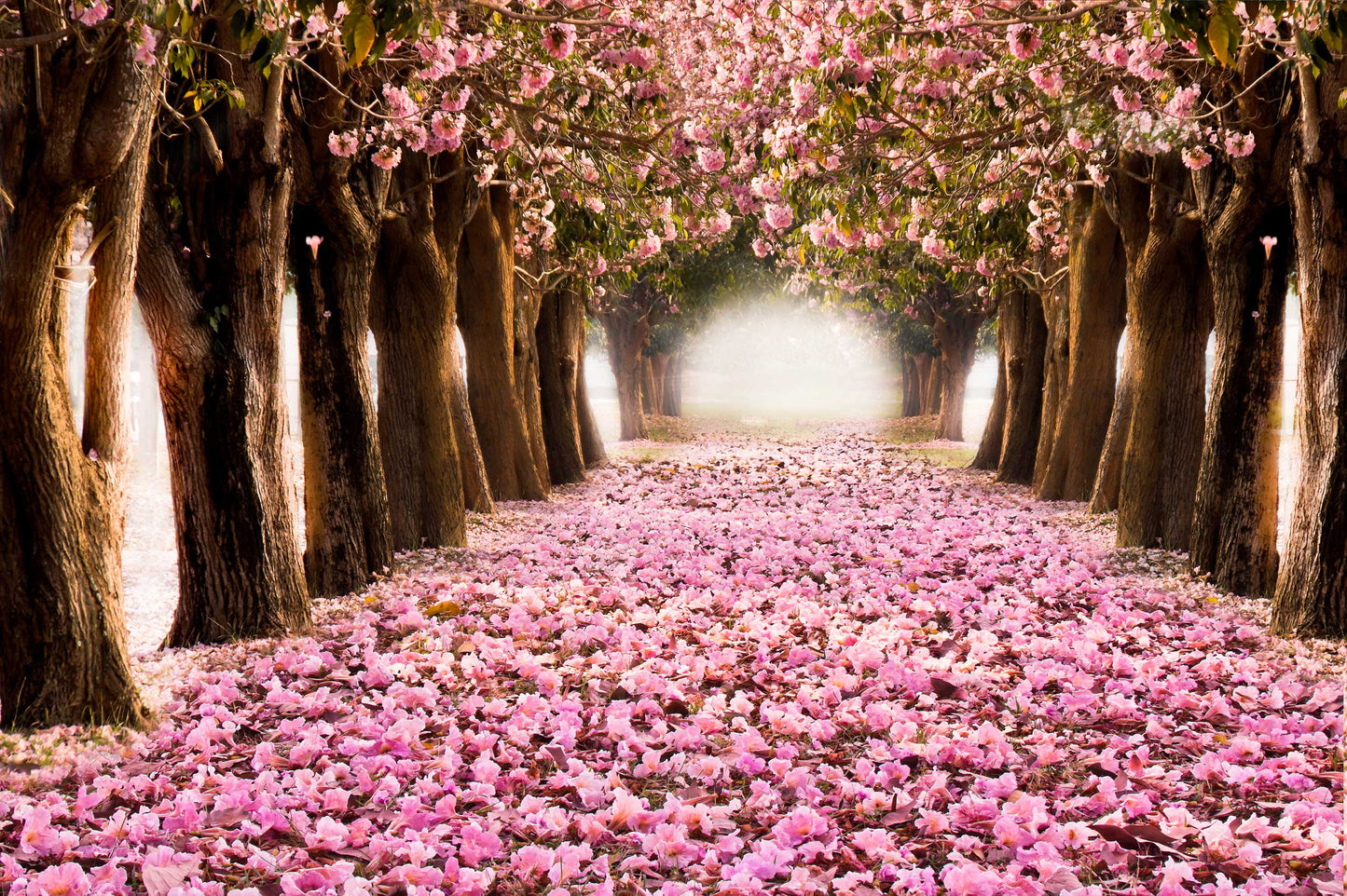 l218  MEGA XXXL 160X90 CM Leinwandbilder inkl. Holzrahmen Natur Pflanzen Blumen
