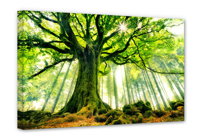 L305 - MEGA XXXL 160X90 CM Leinwandbilder inkl. Holzrahmen - WEISER BAUM NATUR GRÜN LICHTUNG